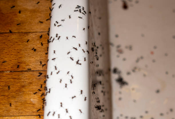 Best Spider Control Near Me  in Vallejo, CA