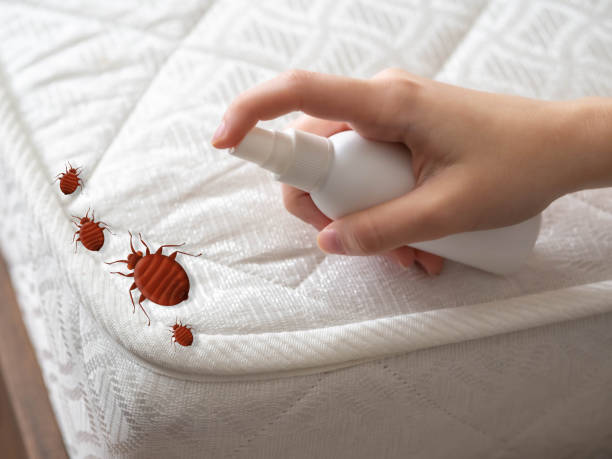 Best Mosquito Control Services  in Vallejo, CA